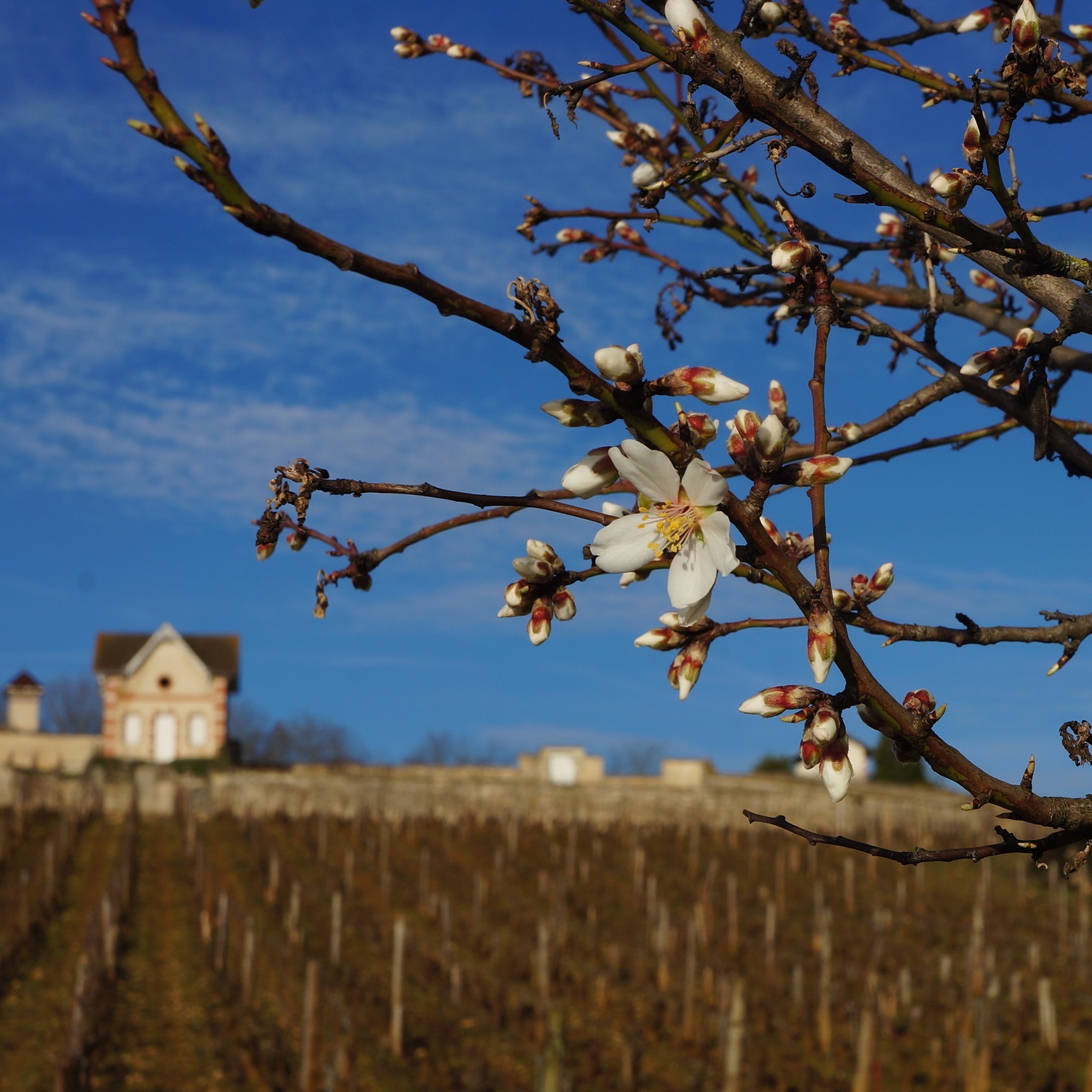 2020-02 Amandier Tessons-quadrat - Karotours - copie