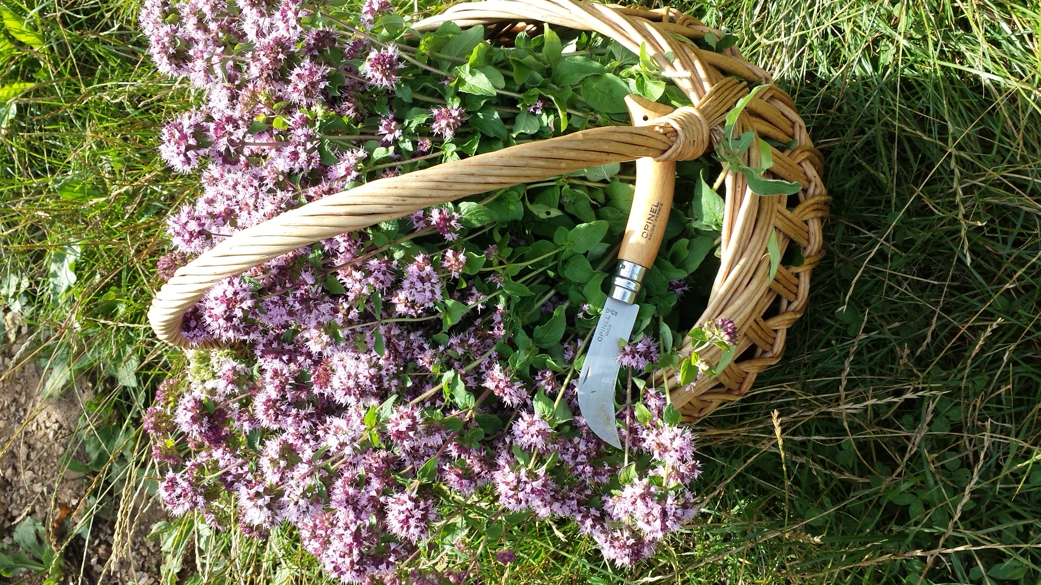 La Belle Plante