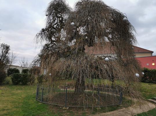 Arbre des Borbeteils à Fleurey-sur-Ouche