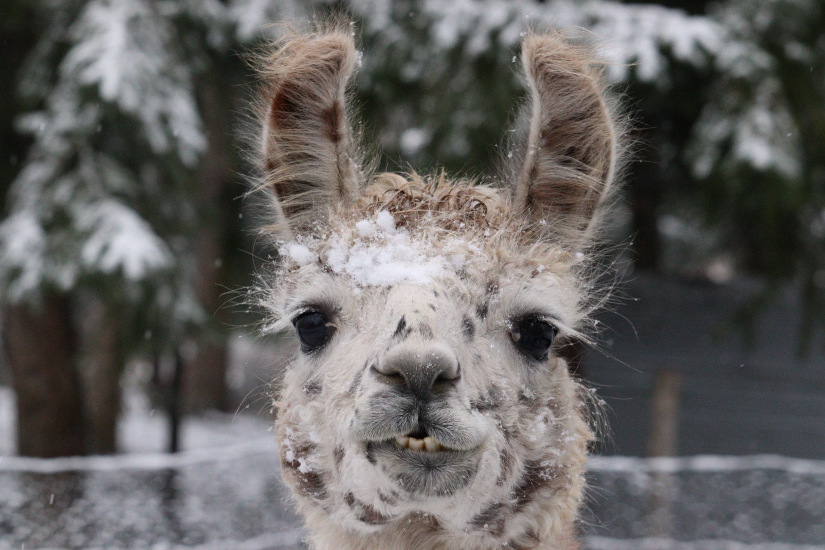 Vacances D'Hiver à Lama Loisirs, Mamirolle
