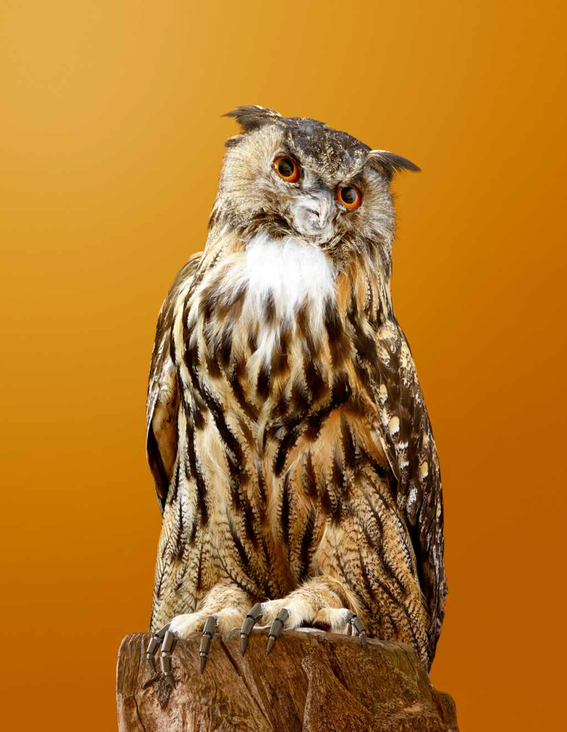 2023-04-01 Atelier des oiseaux_cl Vincent Fournier