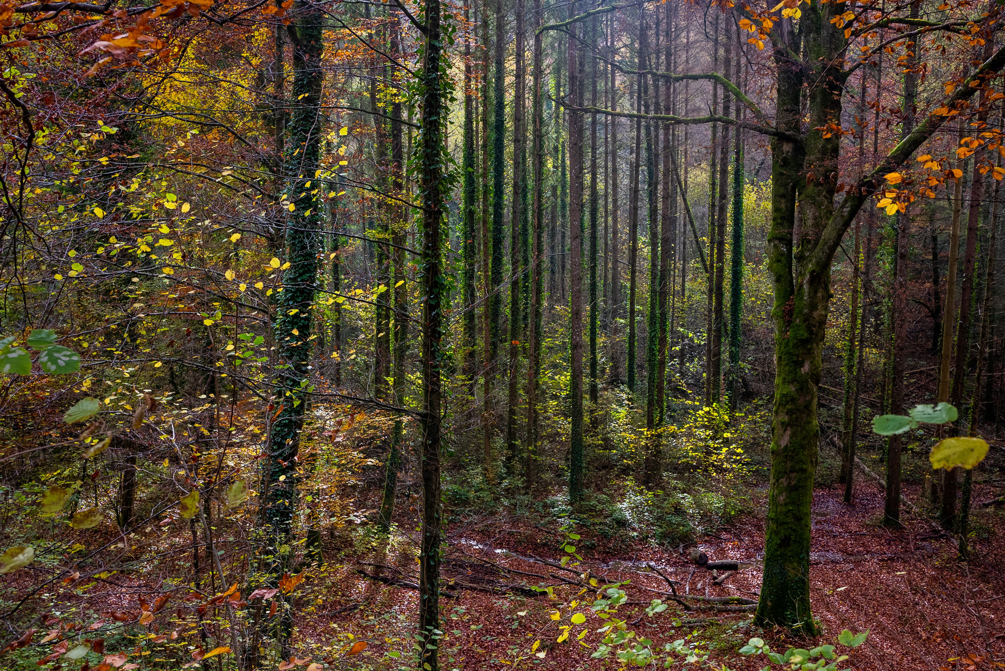 Automne en foret