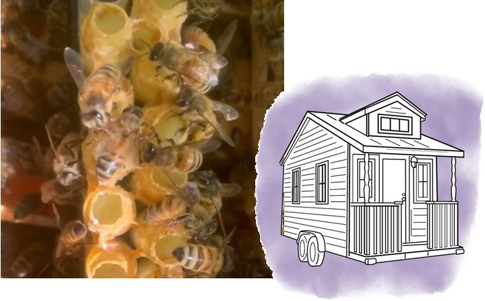 2024 cassotte gelee royale tiny house