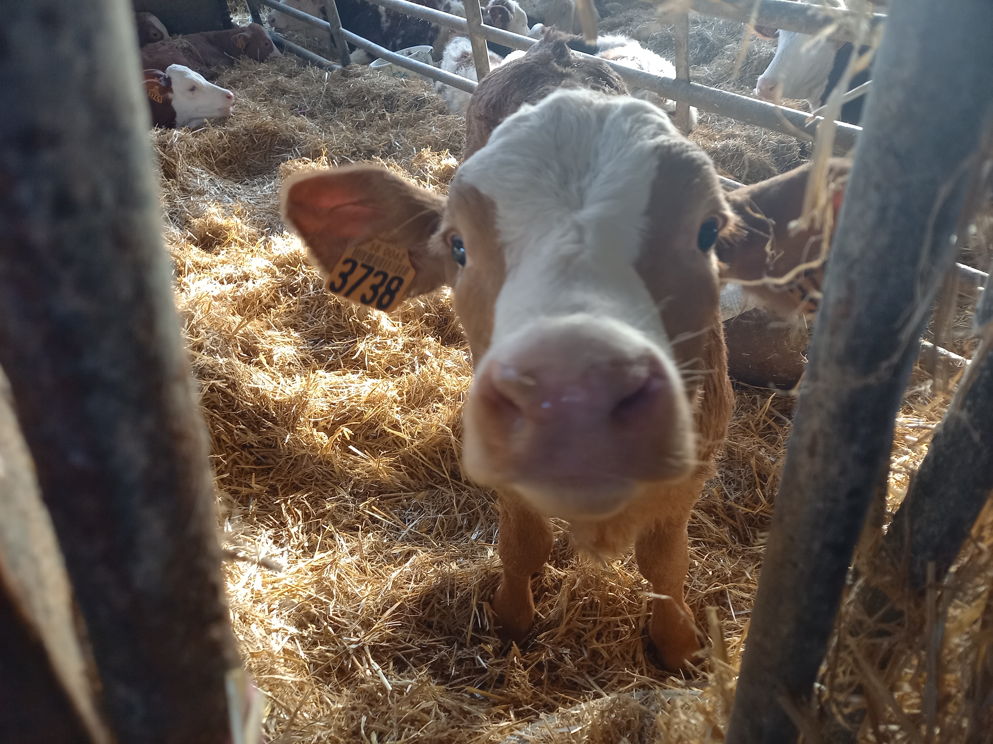 Visite de Ferme (Fromagerie Berthier)- Avril-sur-Loire