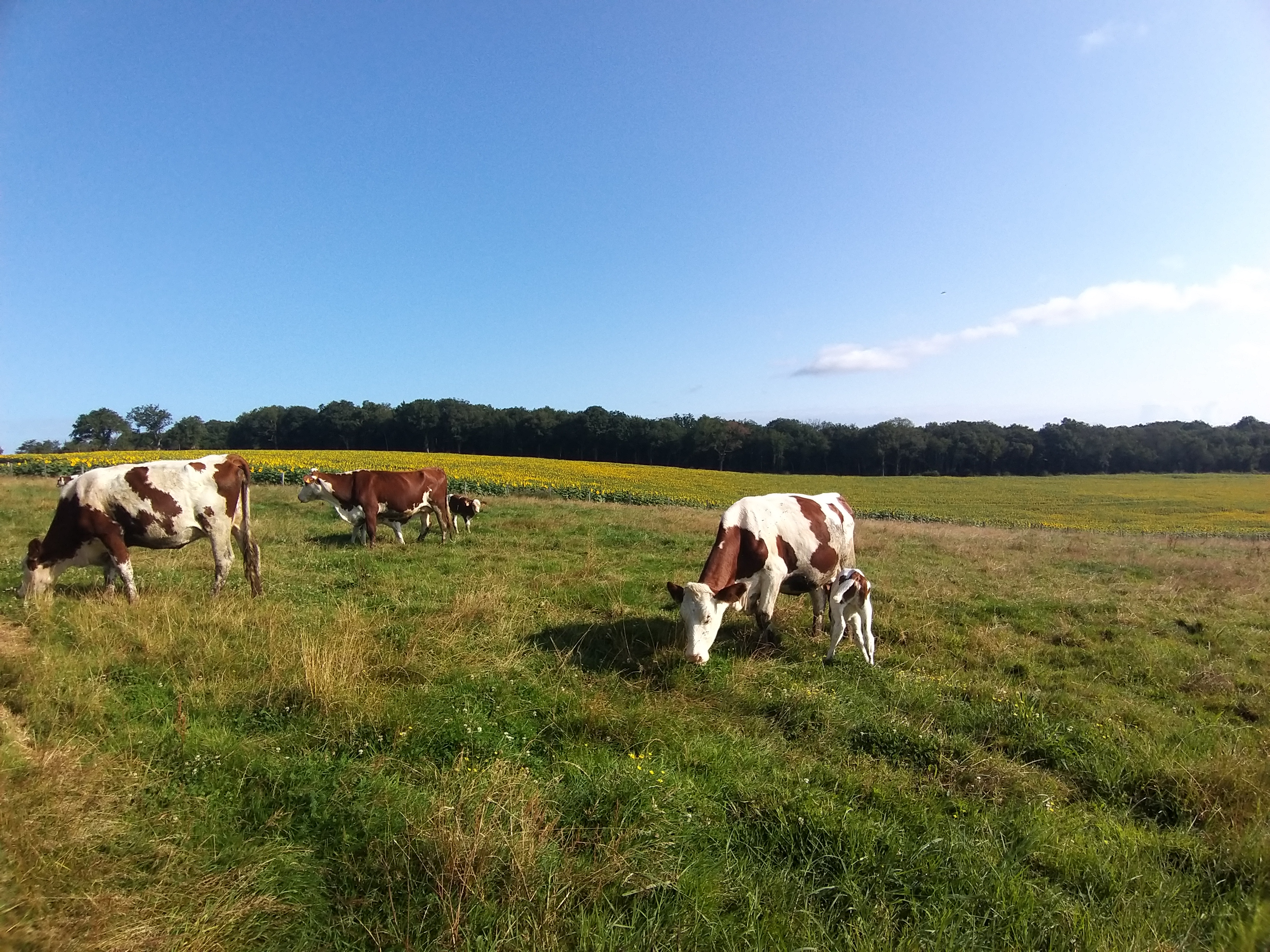 La Ferme des Trefles