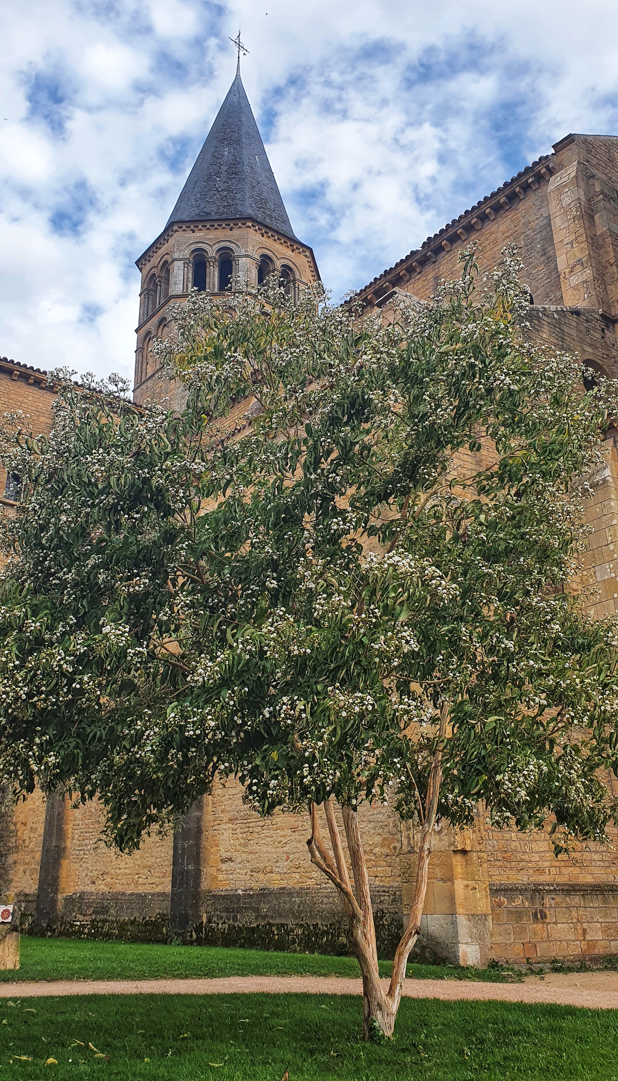 Visite guidée "Les arbres"