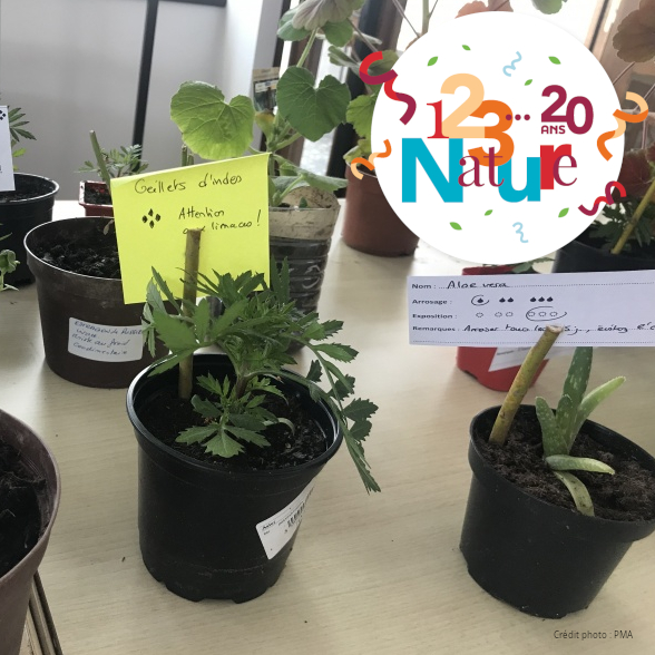 Plantes sauvages