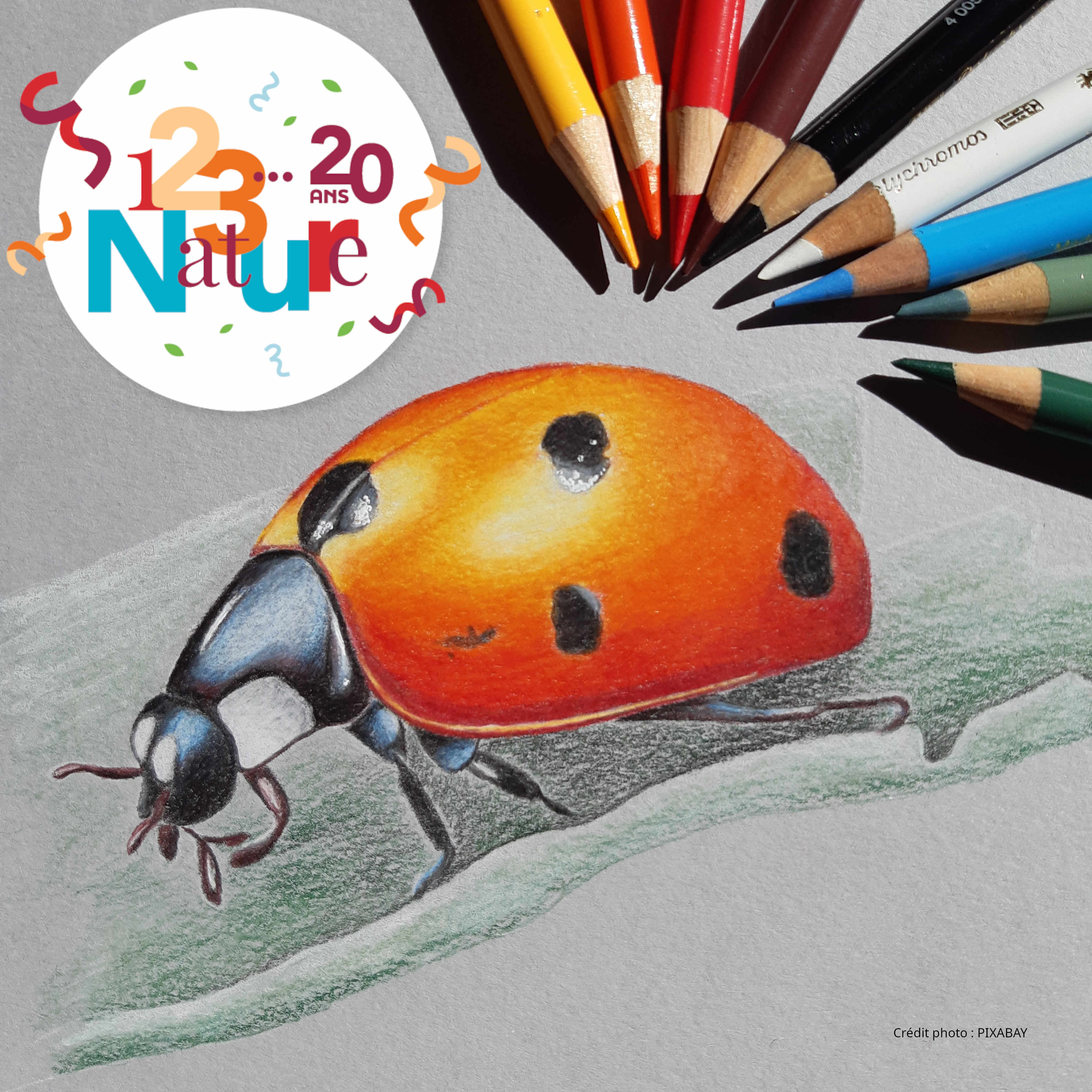 Insecte