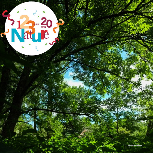 Foret