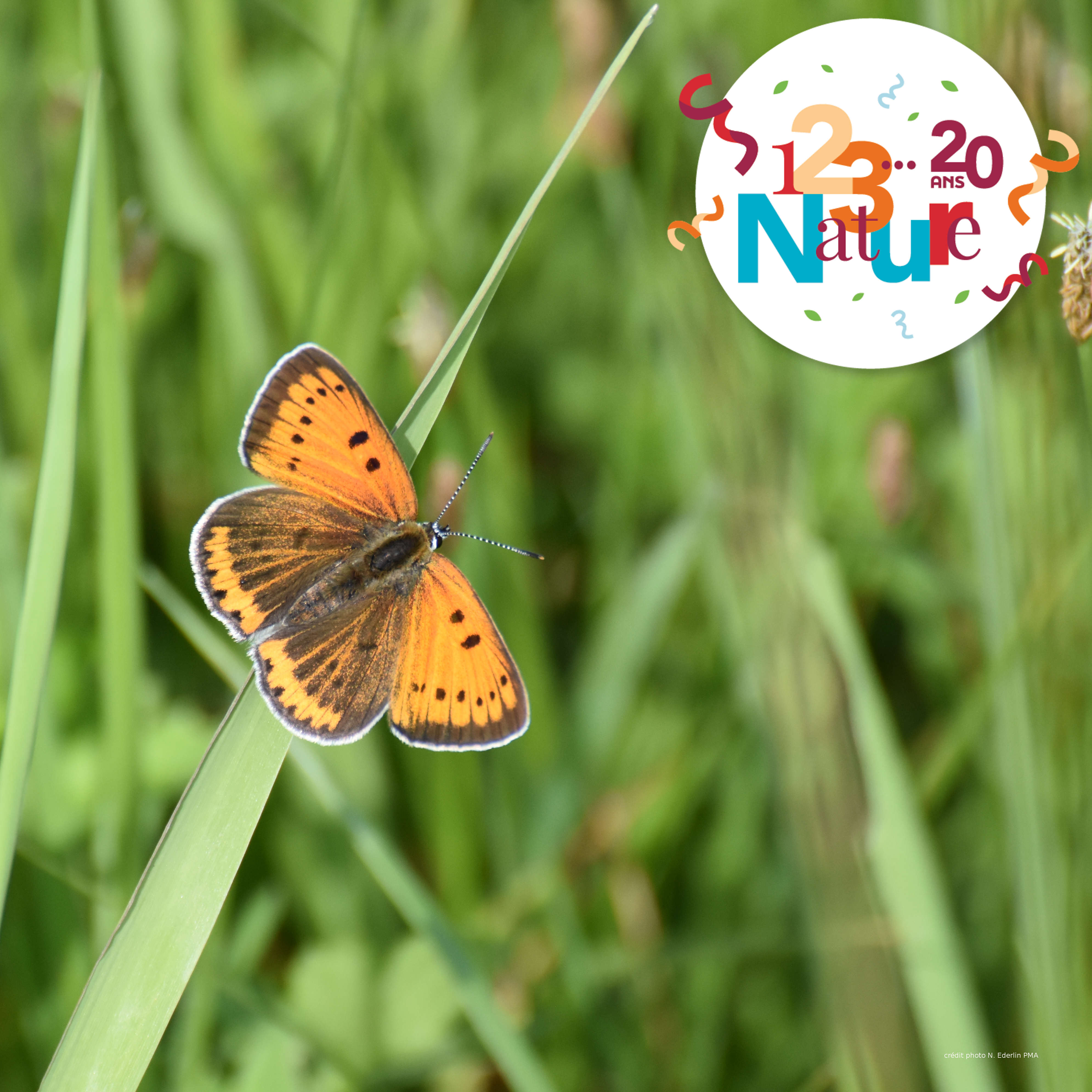 Papillon-