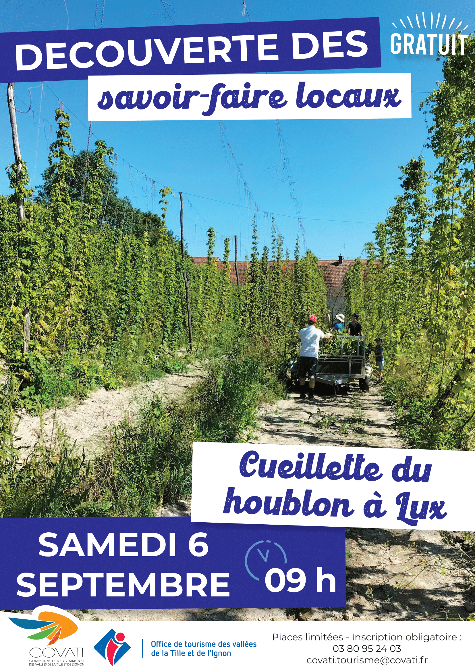 Cueillette du houblon