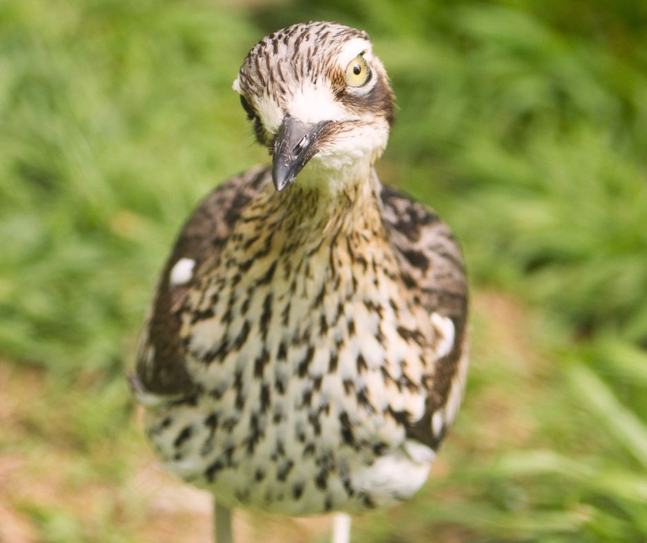 Sortie-conférence « A la découverte de l’Oedicnème criard »