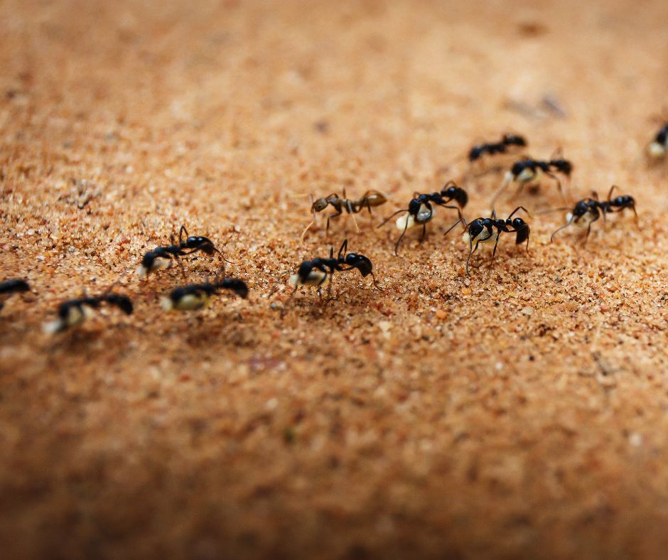 fourmis