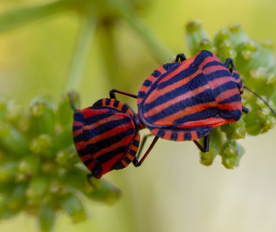 punaises arlequin