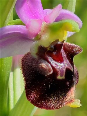 Randonnée "les Orchidées du soleil" à Fresne St Mamès