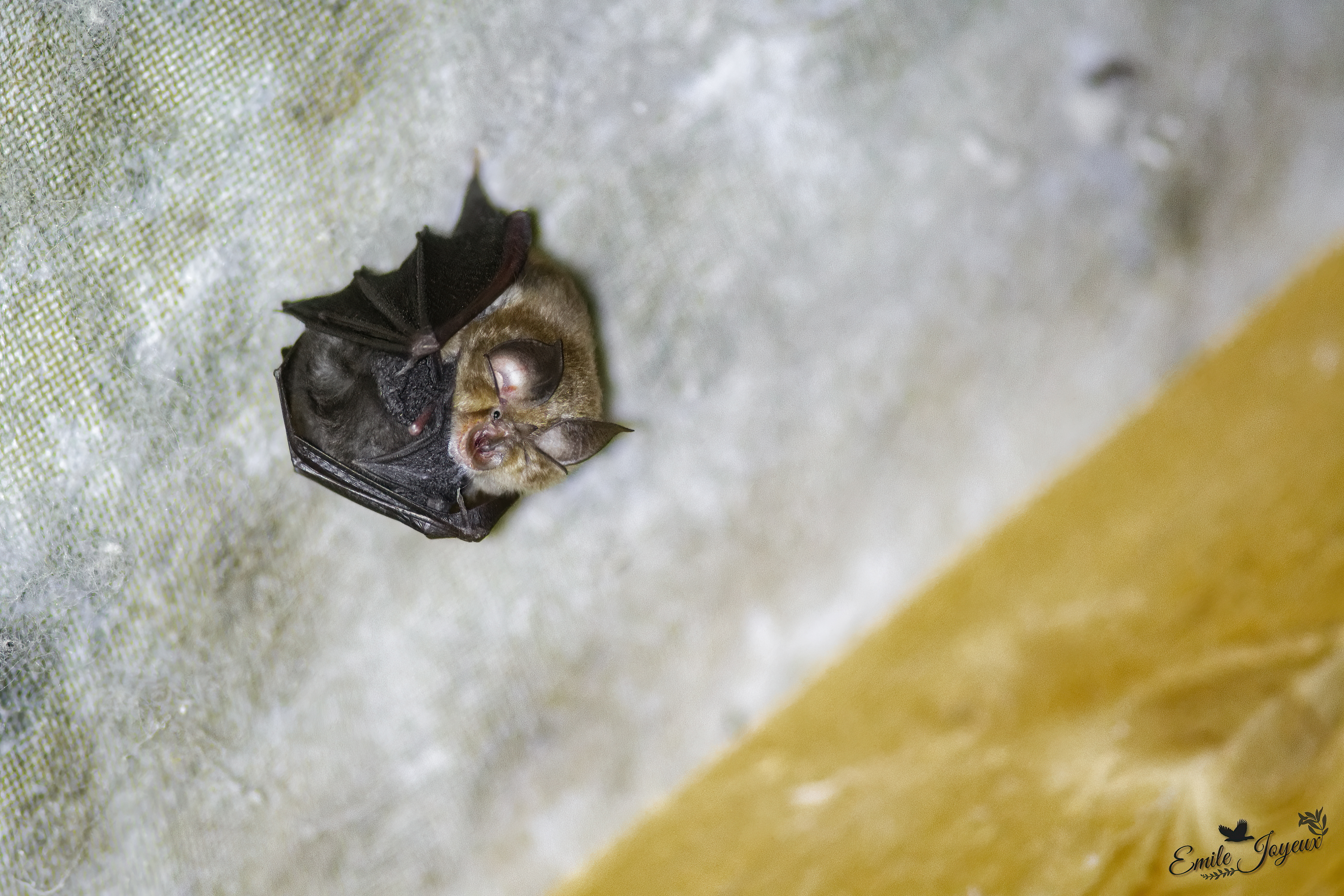 À la découverte des chauves-souris