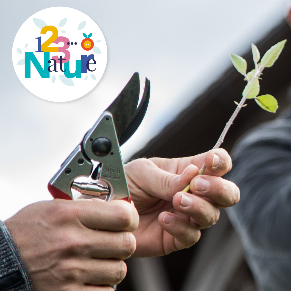 Sortie 123Nature : Taille d'un jeune verger
