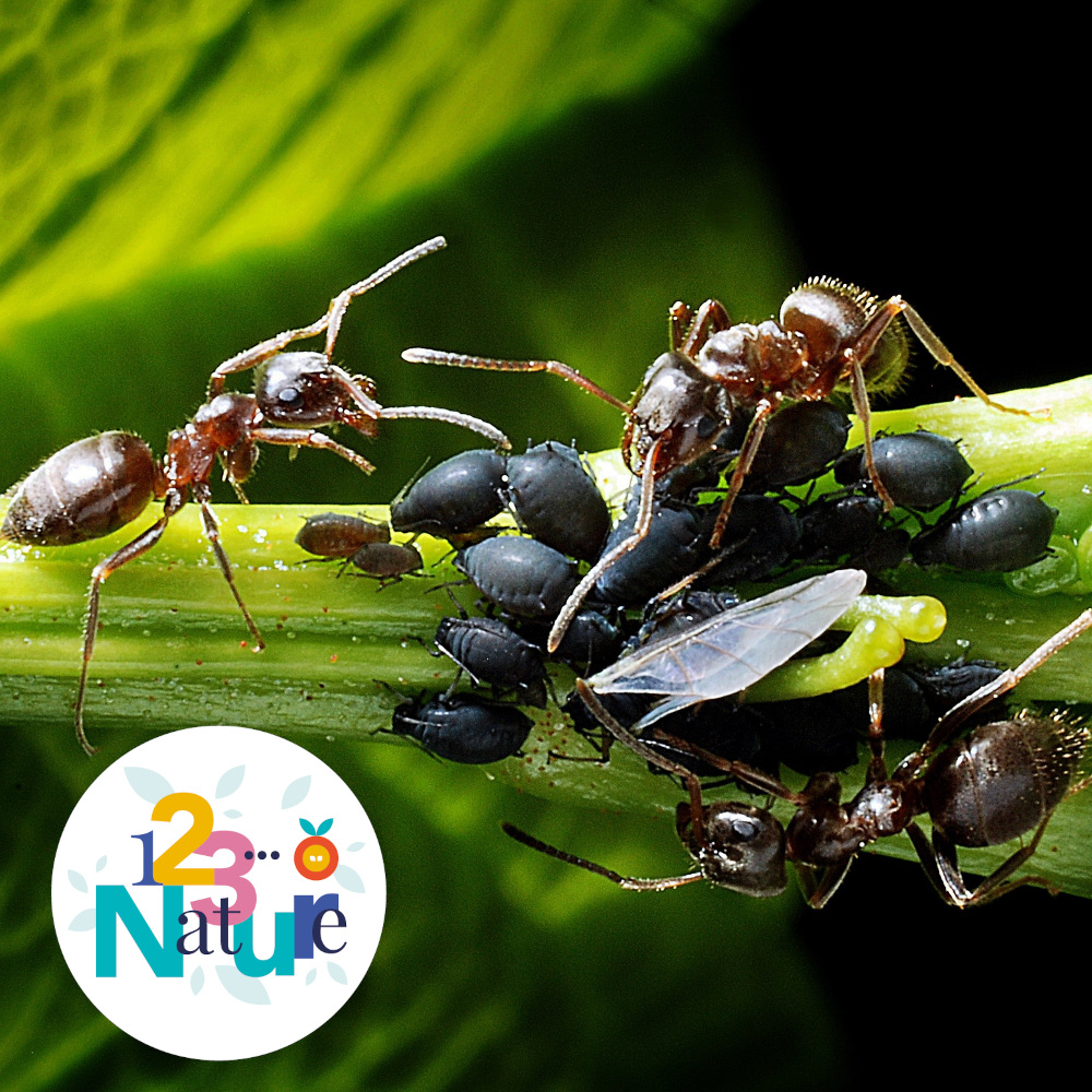 Sortie 123Nature : Le monde des fourmis