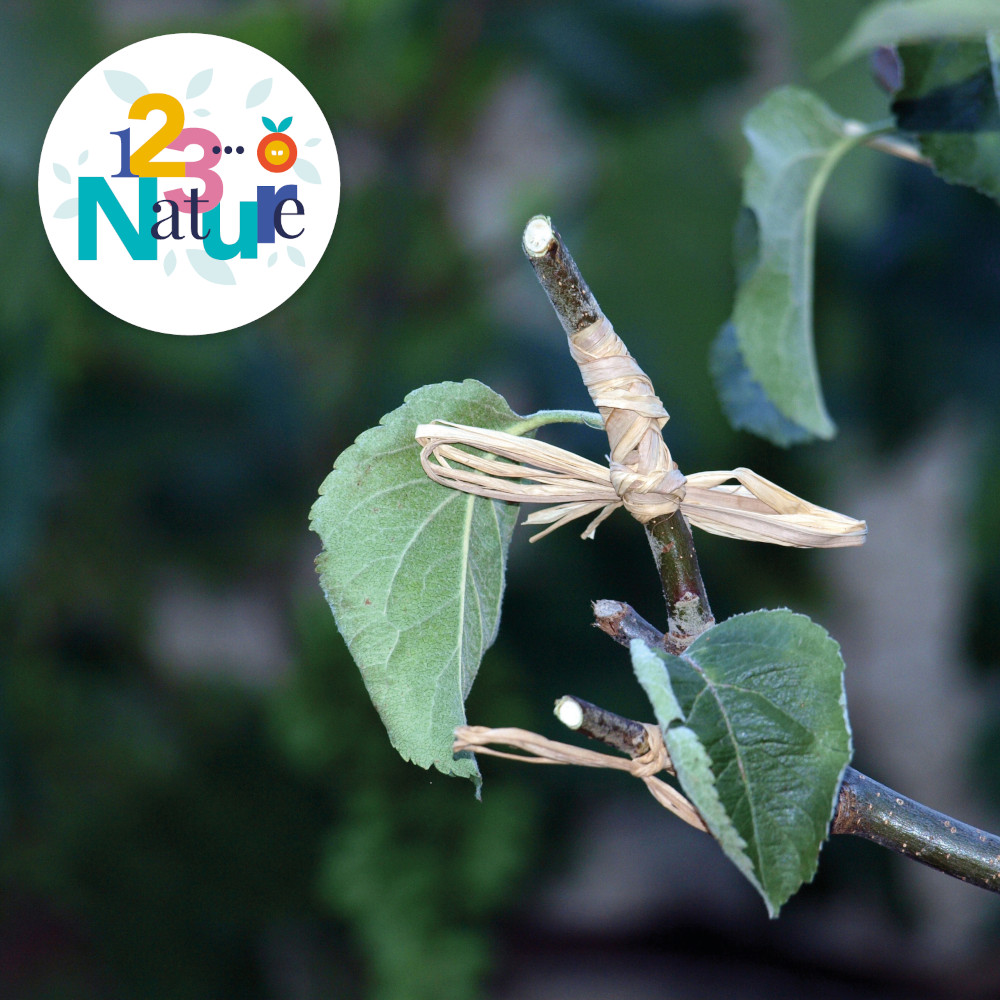 Sortie 123Nature : la greffe en couronne