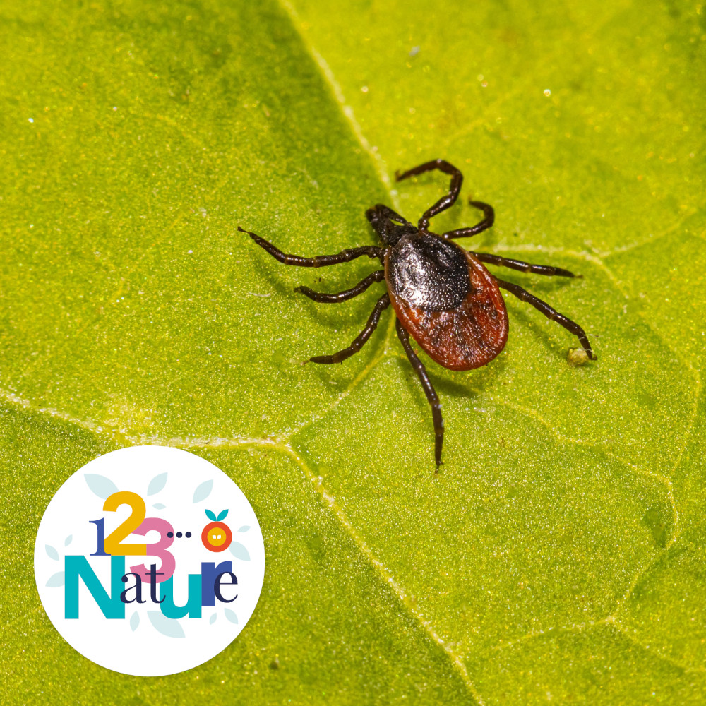 Sortie 123Nature : Sensibilisation aux piqures de tiques