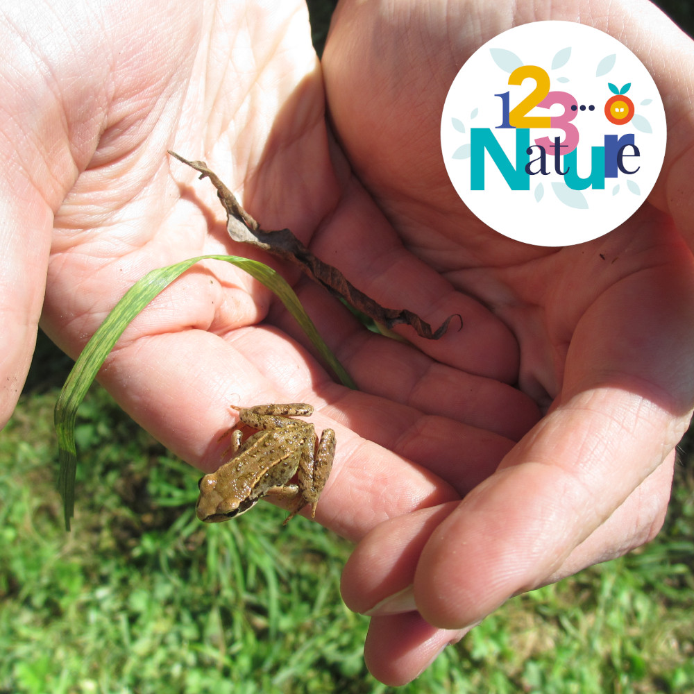 Sortie 123Nature : Les petites bêtes de l'eau