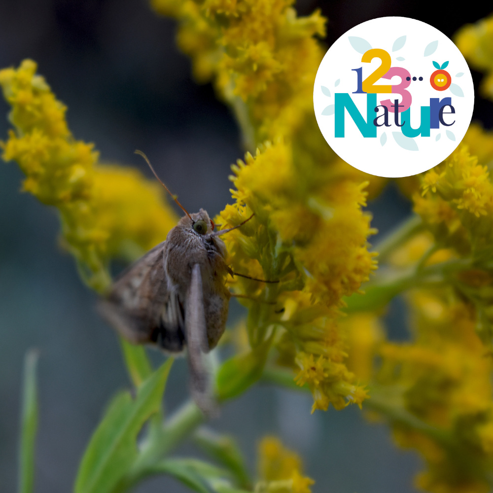 COMPLET Sortie 123Nature : Les papillons de nuit