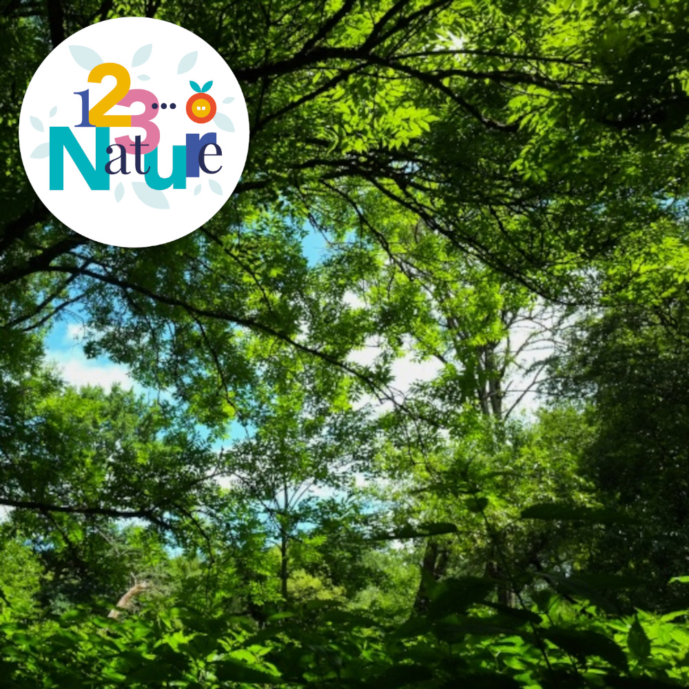 Sortie 123Nature : Promenons-nous dans les bois !
