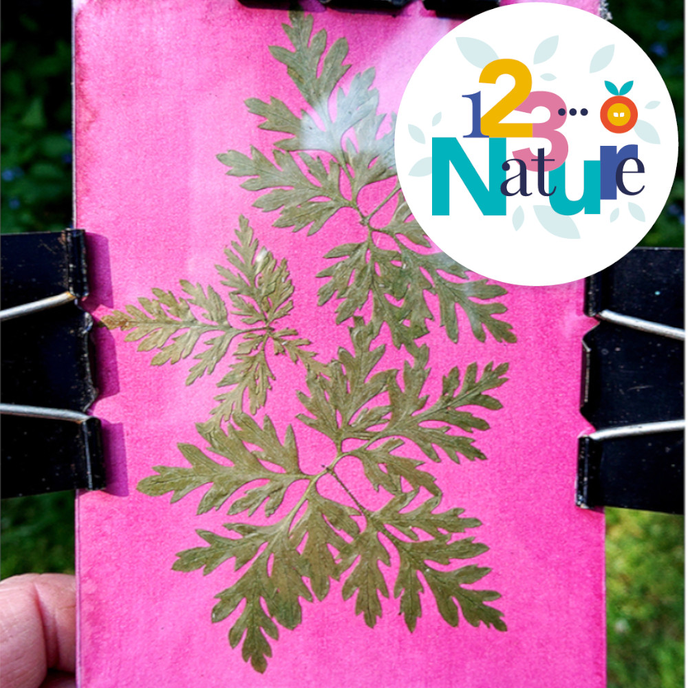 SORTIE 123Nature : Anthotypes : la photographie végétale
