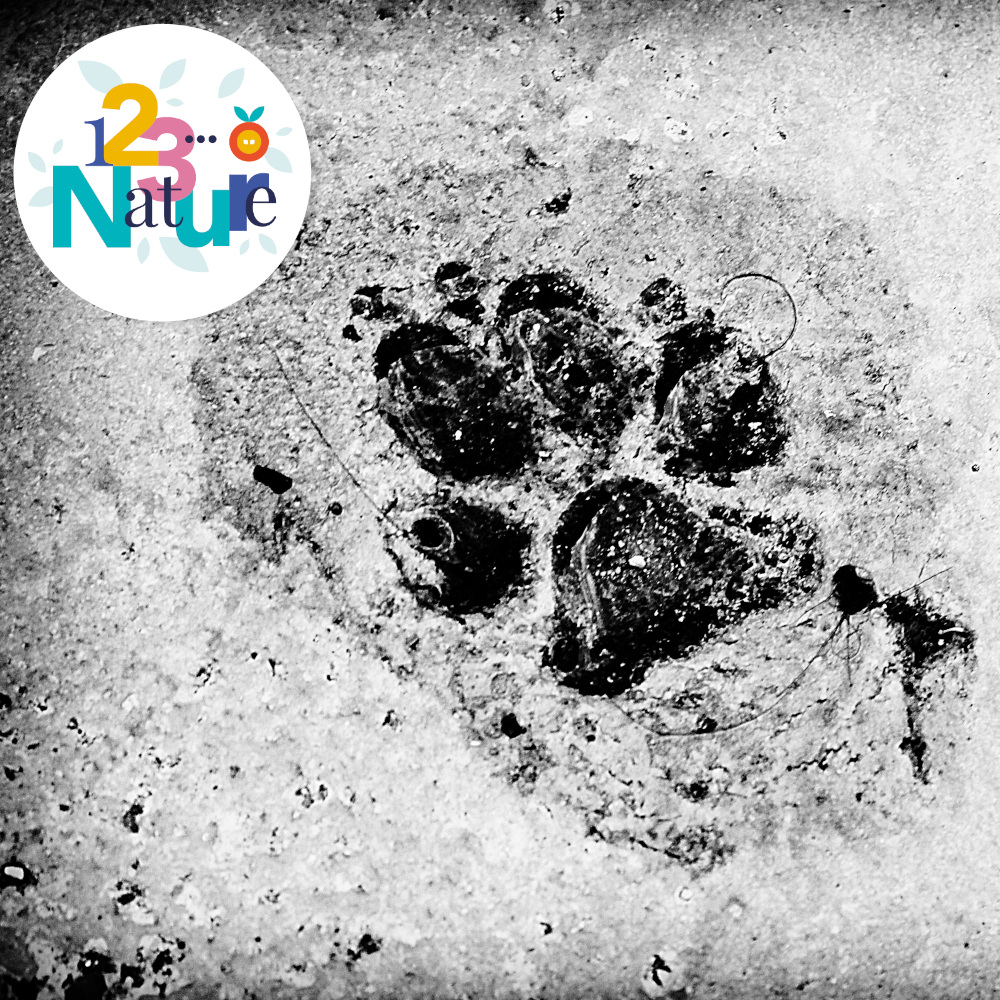 Sorties 123Nature : Traces et indices