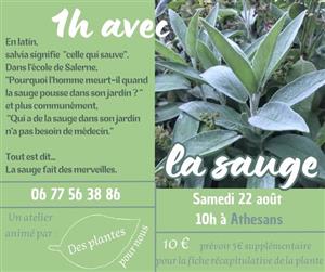 La sauge - Atelier Des plantes pour nous
