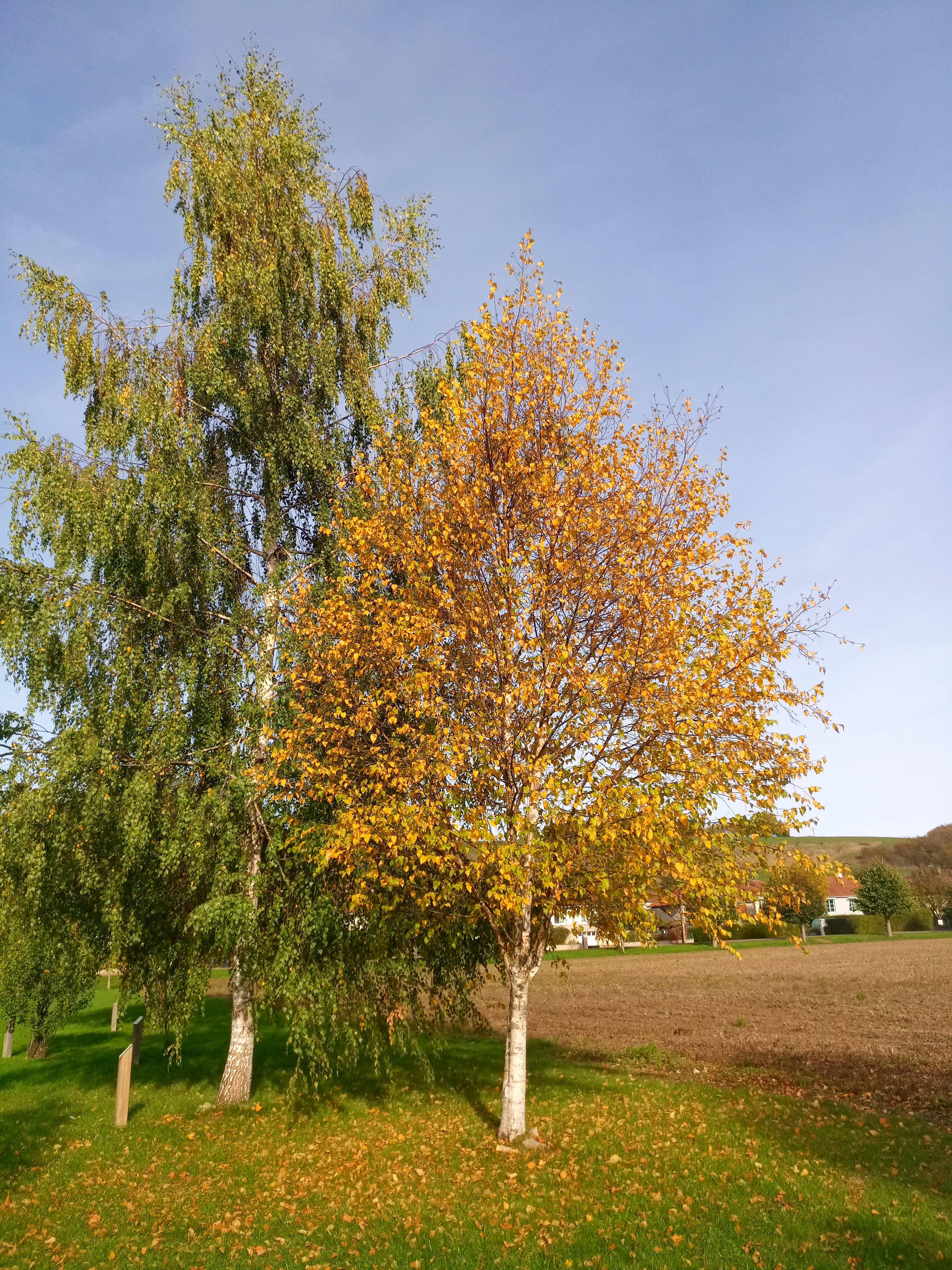 Arboretum de Leuglay