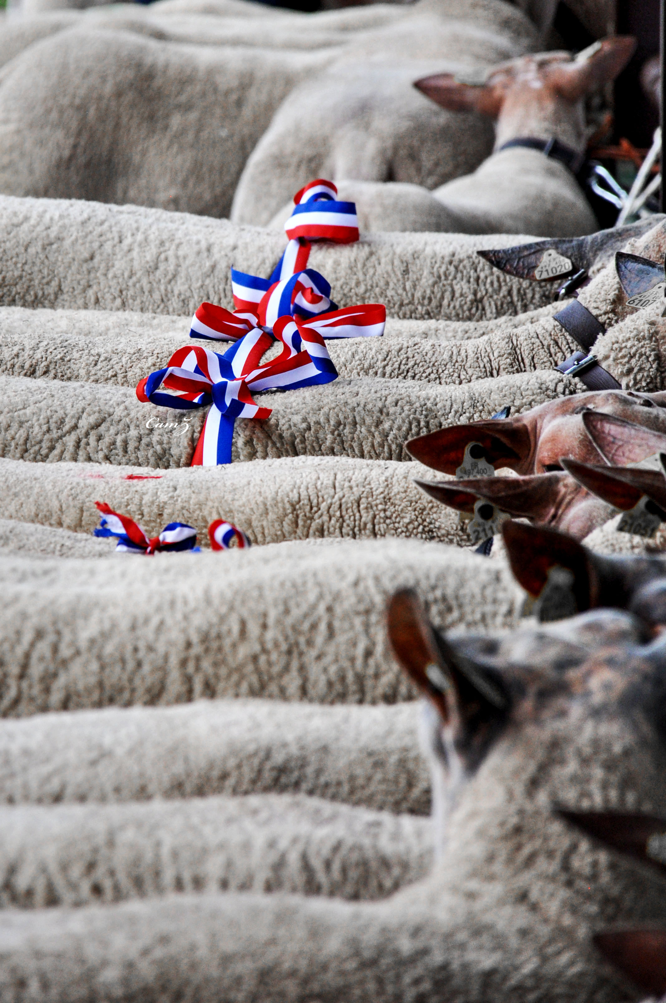 Concours national moutons