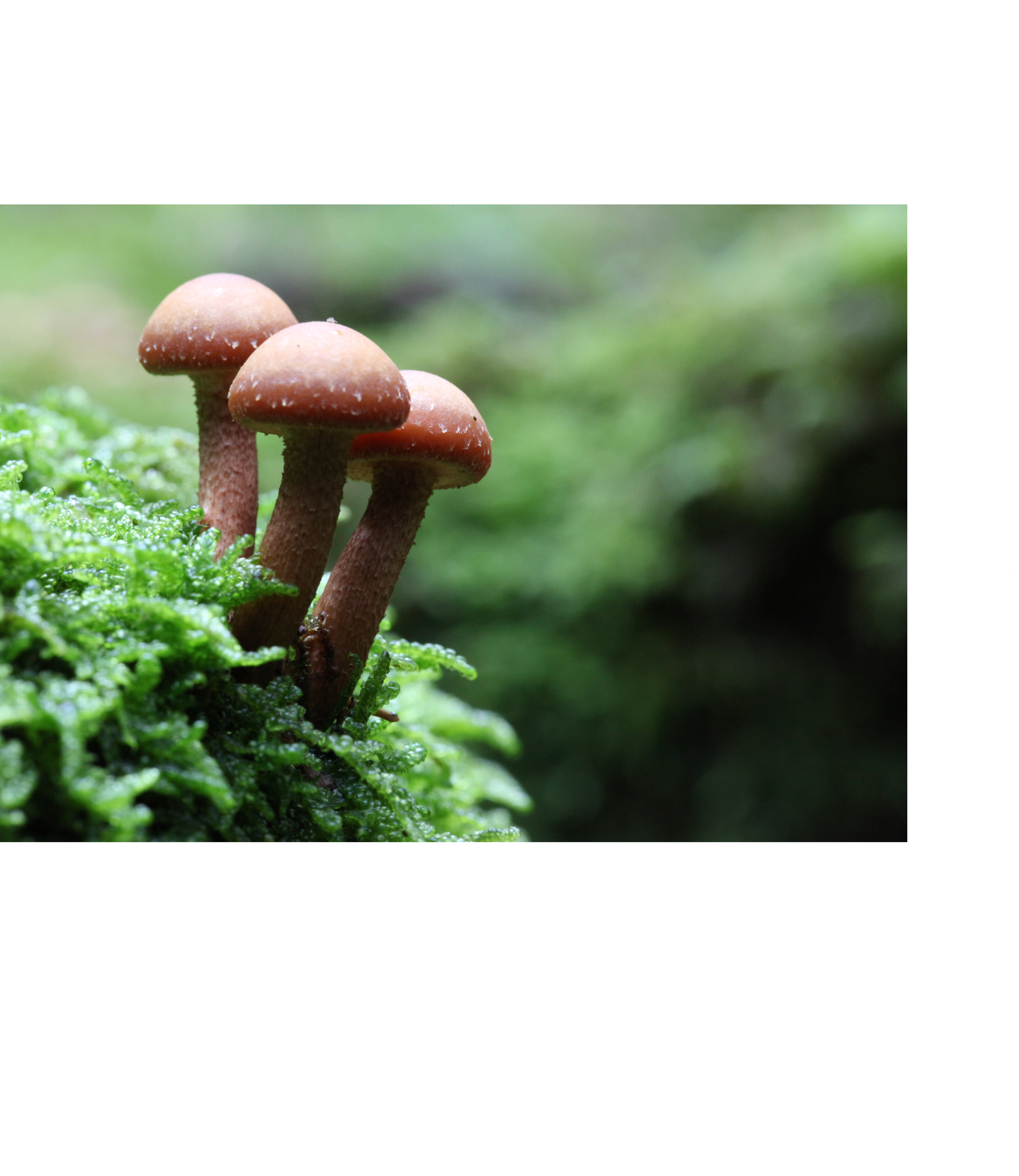 255-mb-kuehneromyces mutabilis -09-27-b