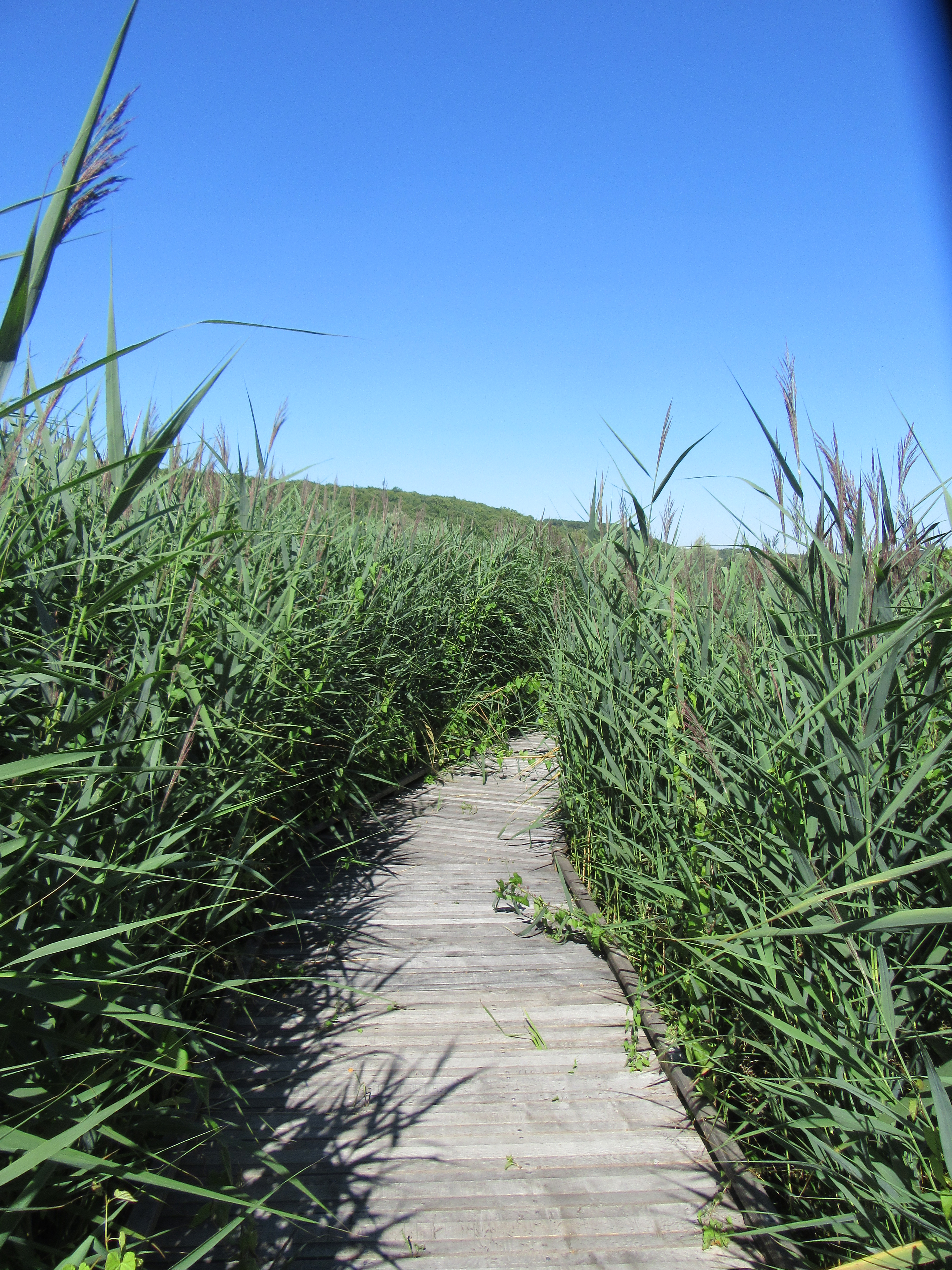 Marais de la vallée de la Druyes — Rios, Lagoas e Lagos à Yonne