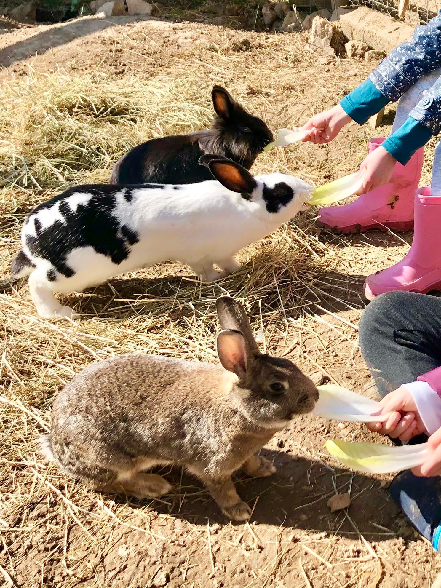 Qui est le lapin de Pâques? 
