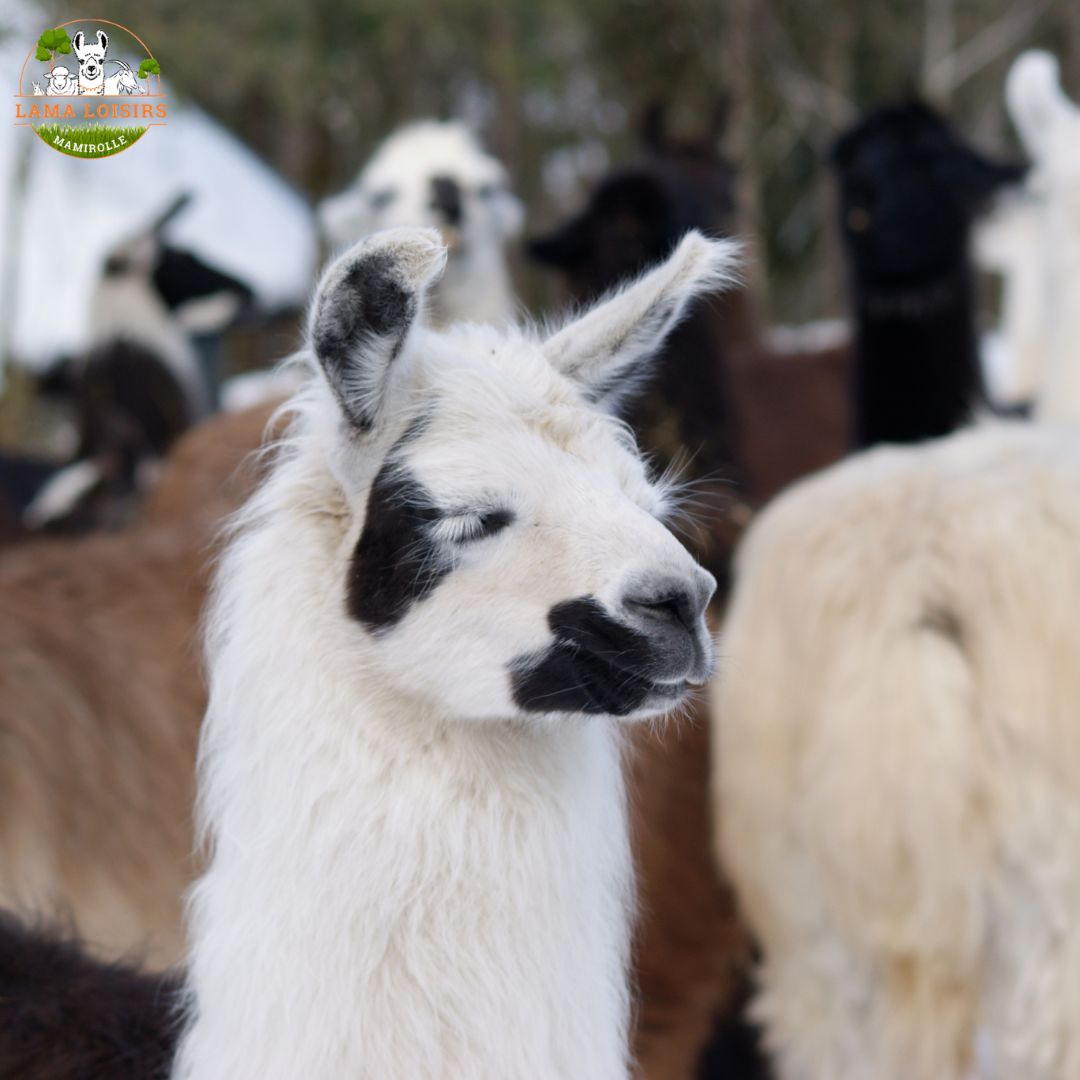 Lama Loisir Balade de Noël
