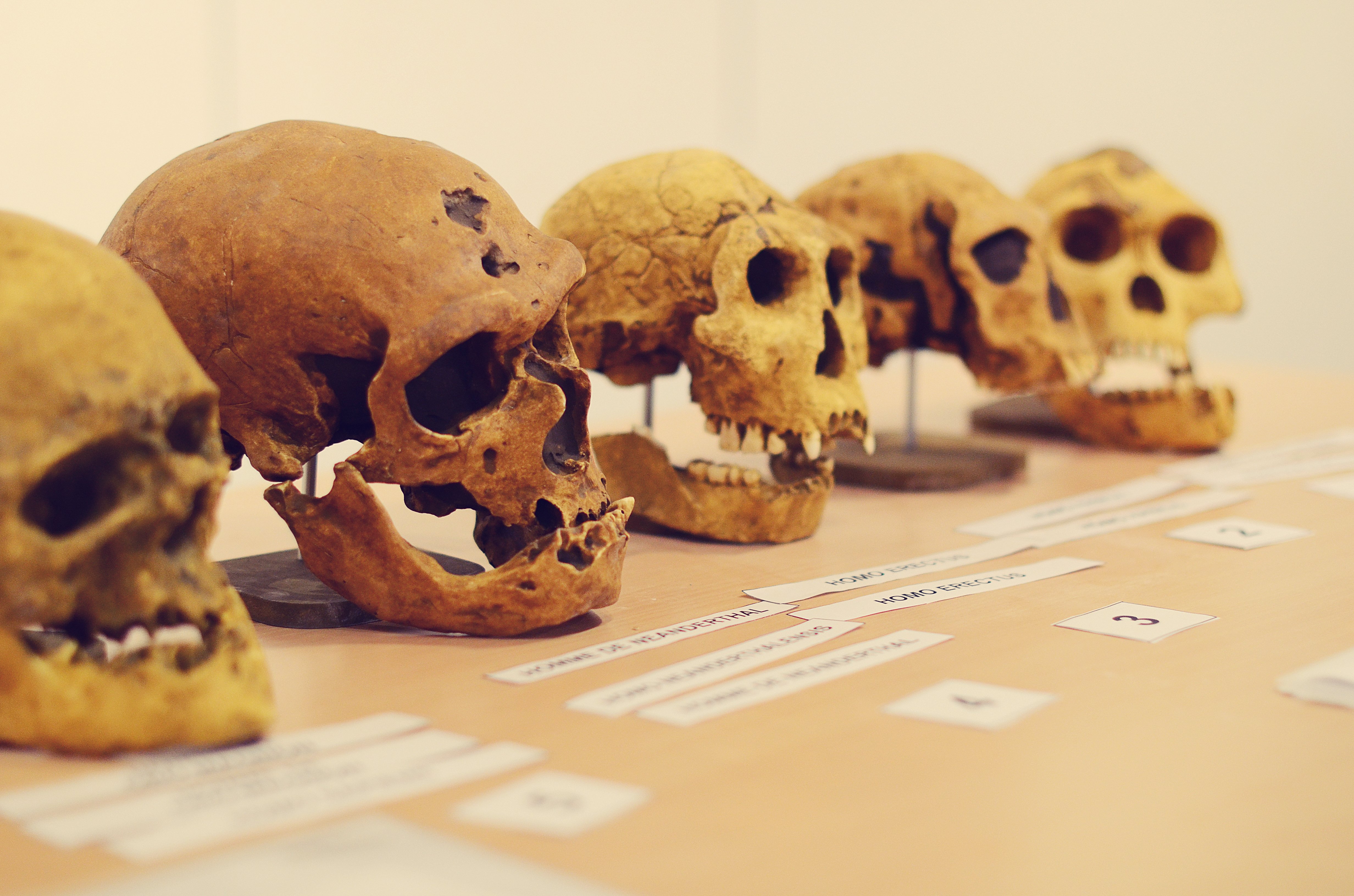 Visite-atelier - Histoire d'ancêtres