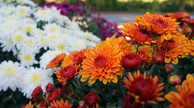 MARCHÉ AUX PLANTES  D'AUTOMNE_1