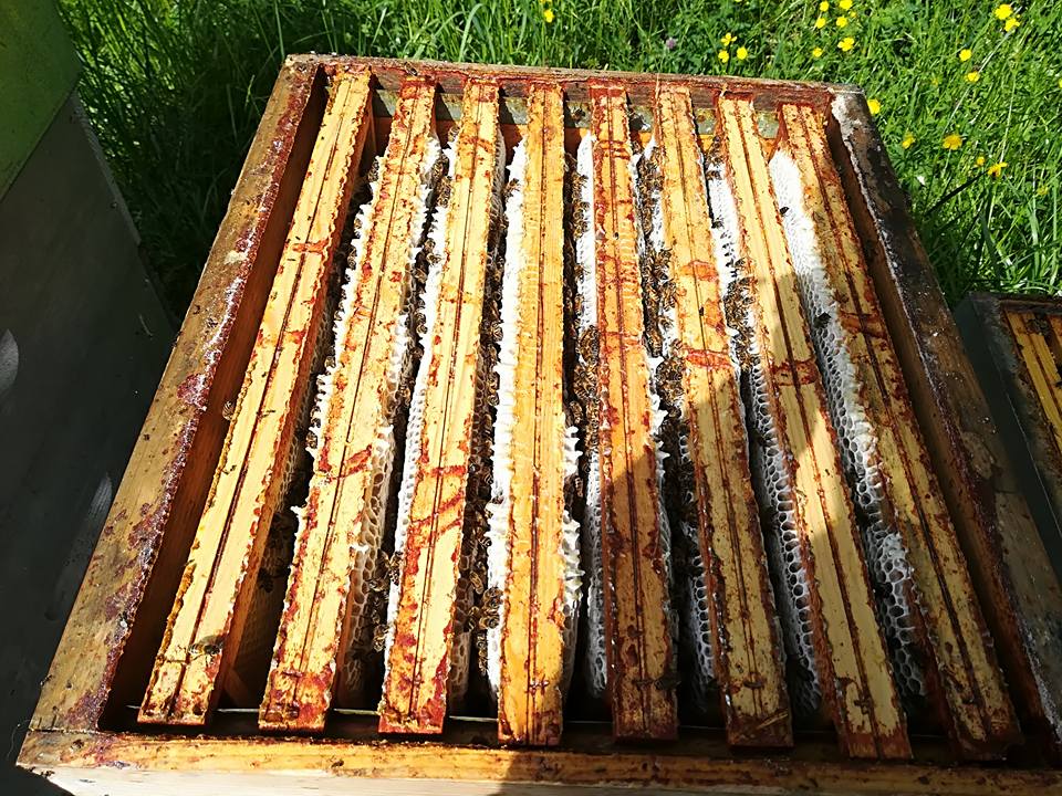 Le Rucher des Morelles