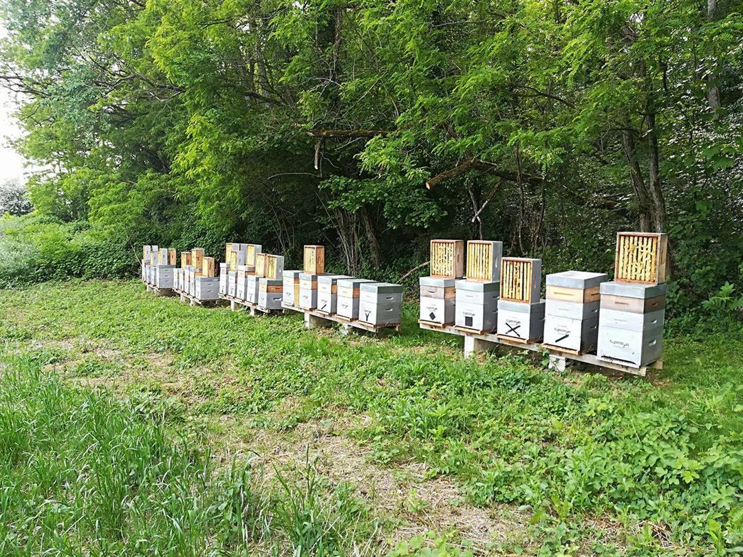 Le Rucher des Morelles