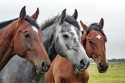 LES ECURIES DES PERRIERES_1
