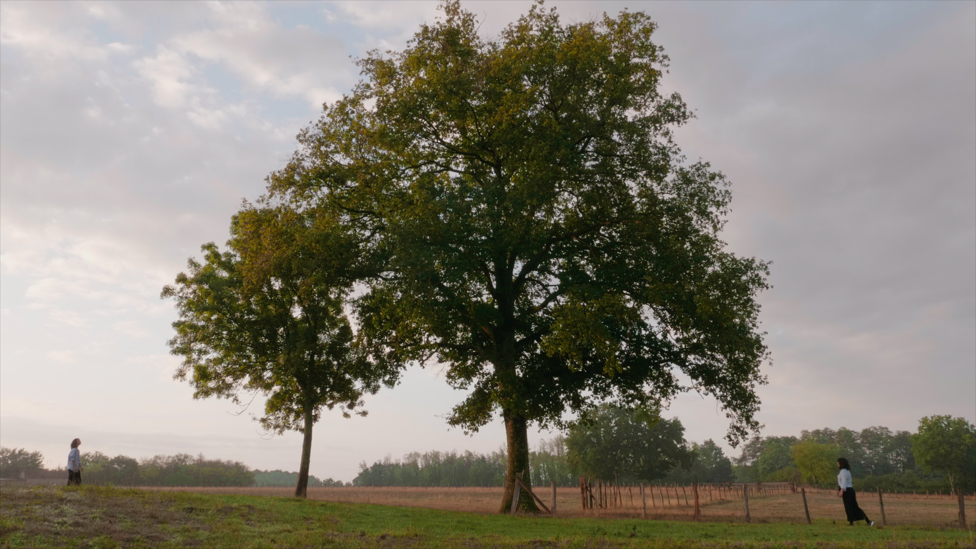 ÁRBOL’ESSENCE 