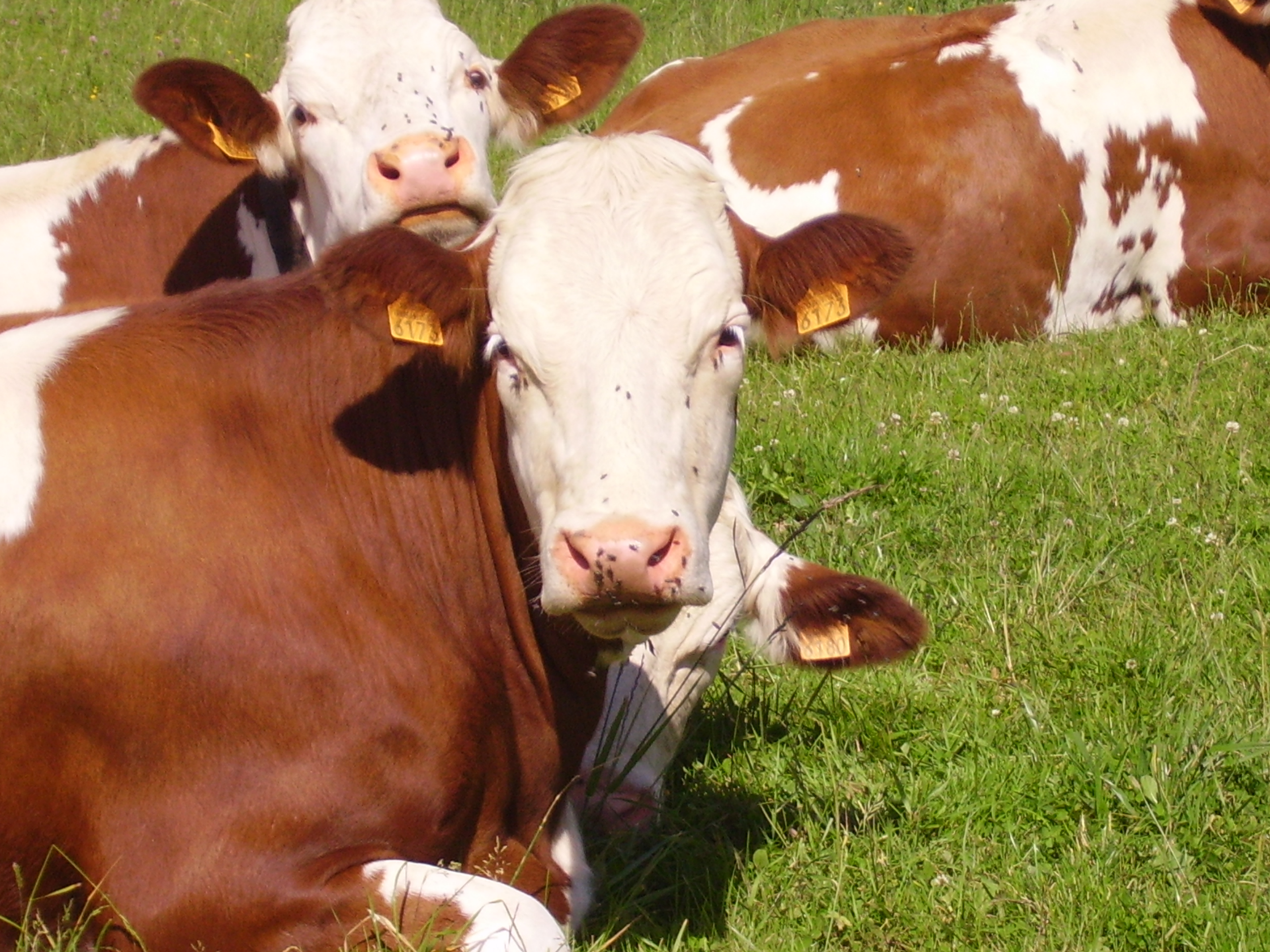 Un dimanche a la ferme
