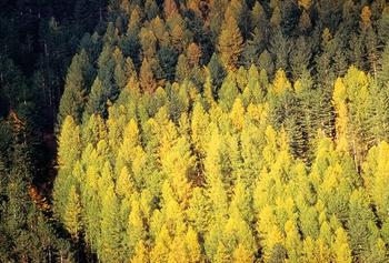 Sentier l'homme et la forêt