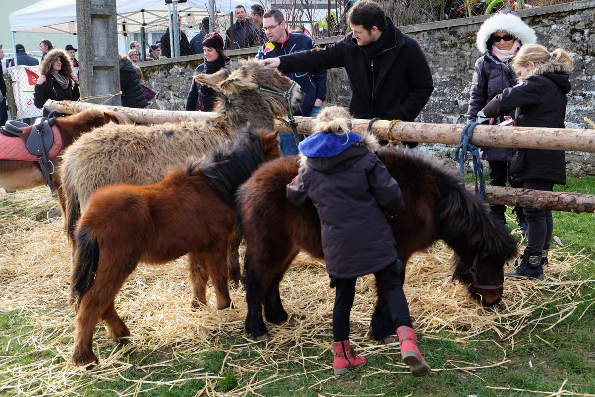 FOIRE DE GRAMMONT_9