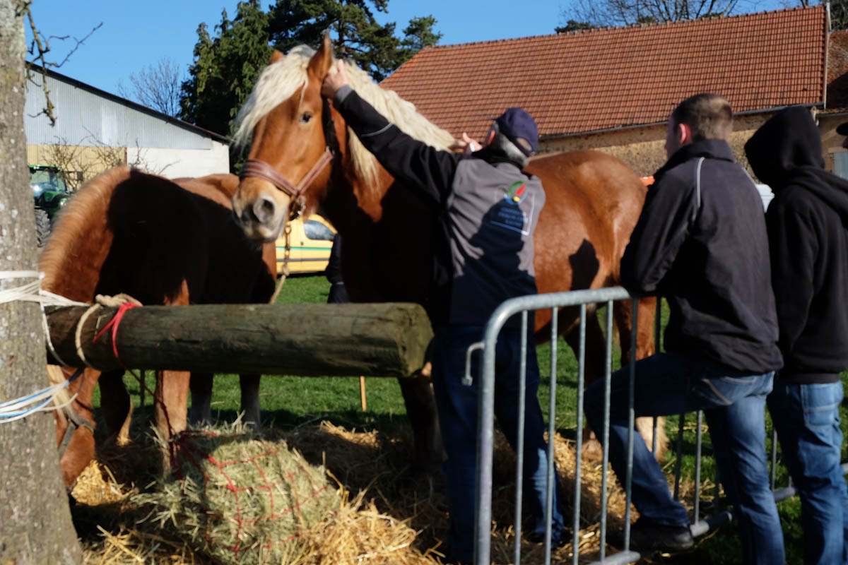 FOIRE DE GRAMMONT_8