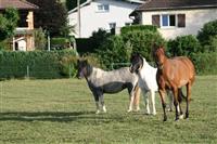 Chambres d'hôtes la ferme aux chevaux