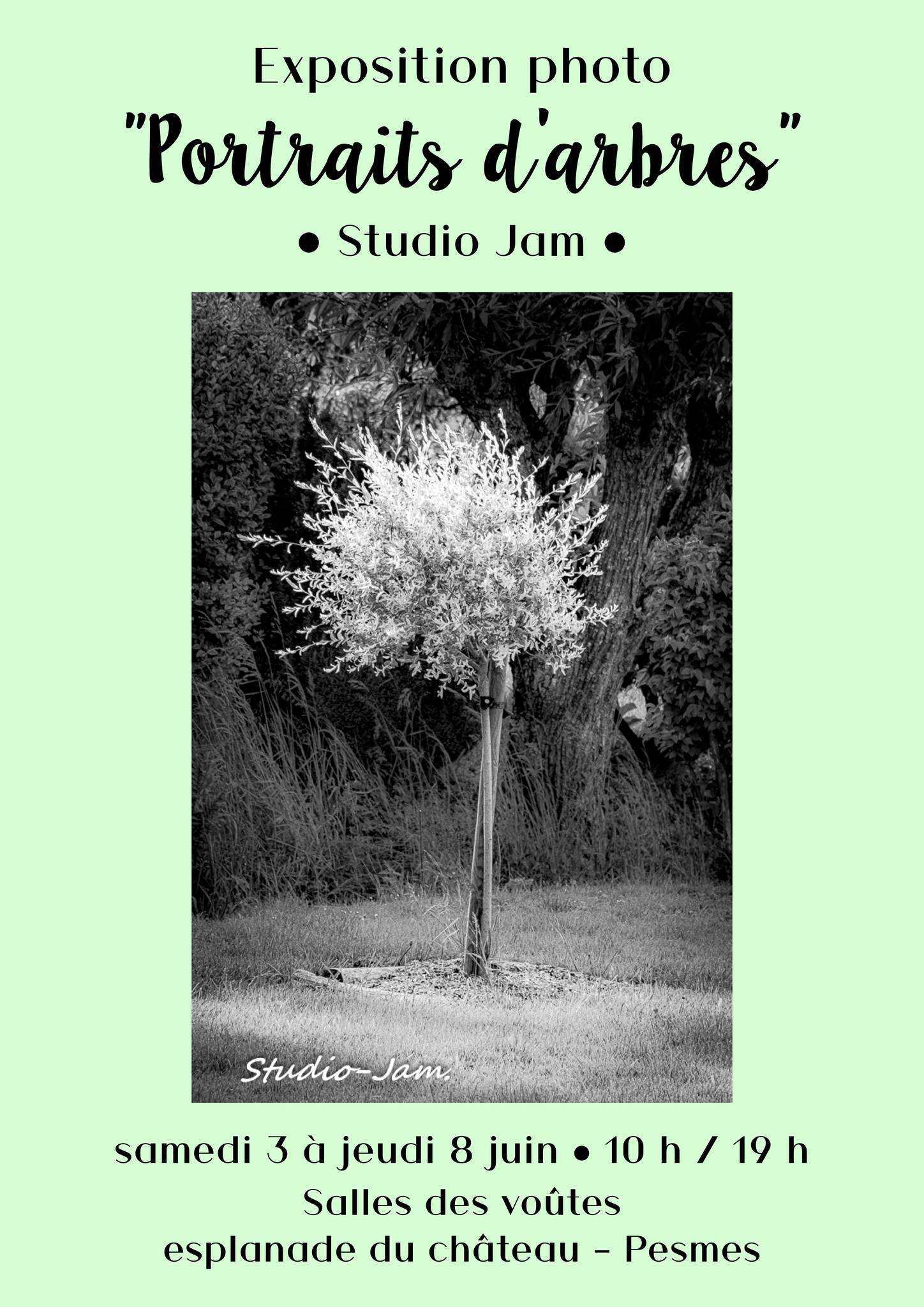 Portraits d'arbres