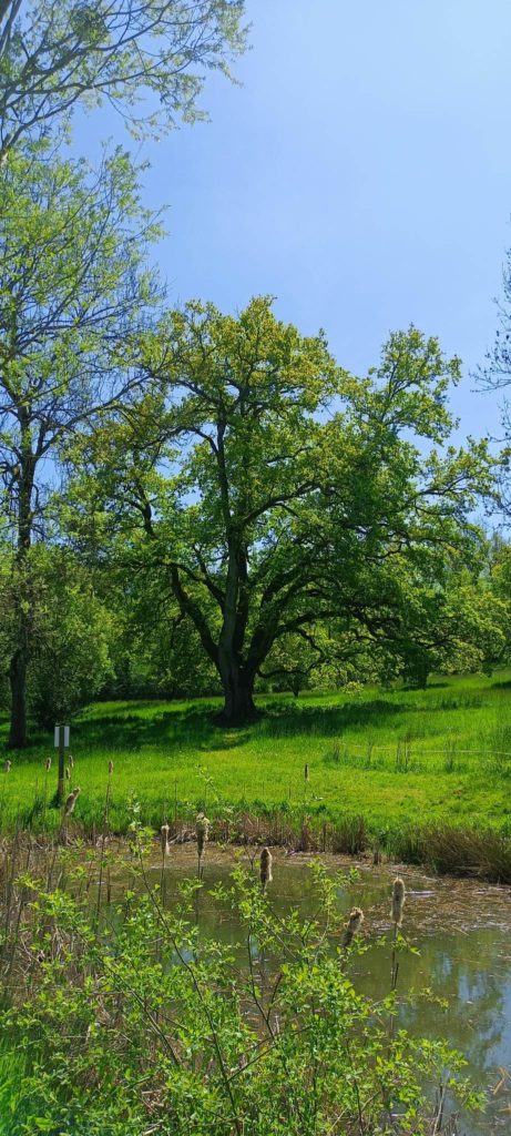 L’APPEL DES ARBRES