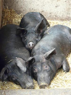 Ferme des Aubracs